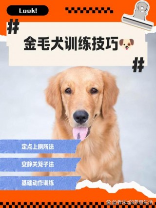 金毛狗狗怎么训练，金毛狗狗训练方法？