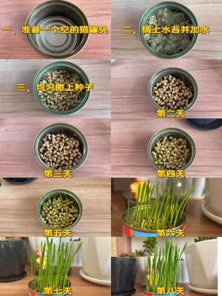 猫咪一次吃多少猫草？猫咪一次吃多少猫草合适（最新）