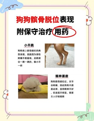 狗狗髌骨脱位症状？狗狗髌骨脱位症状有哪些（最新）