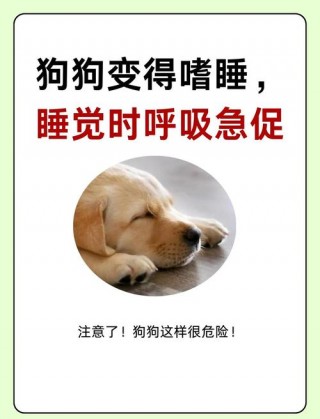 狗狗喘气粗怎么回事？狗狗喘气粗重（最新）
