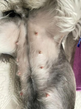 狗狗怀孕多少天有胎动，（狗狗怀孕多少天有胎动明显）