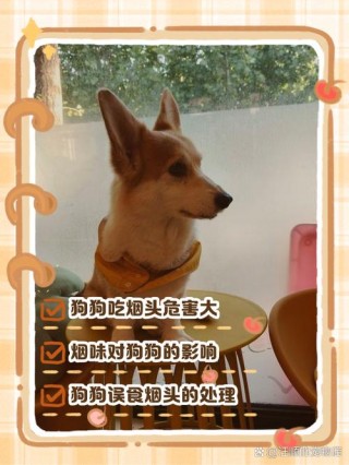 狗狗吃了烟头怎么办？狗狗吃了烟头能拉出来吗（最新）