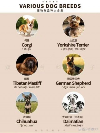 狗狗的名字叫什么，狗狗的名字叫什么好听黑白色？