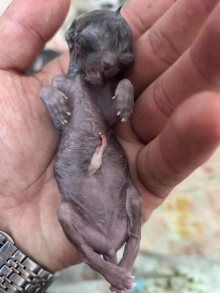 猫咪头胎一般生几个，猫咪头胎一般生几只？