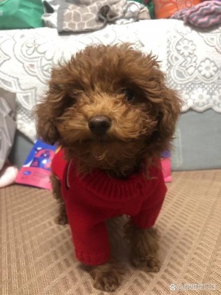 狗狗多久能洗澡，狗多久洗一次澡才是最合适？