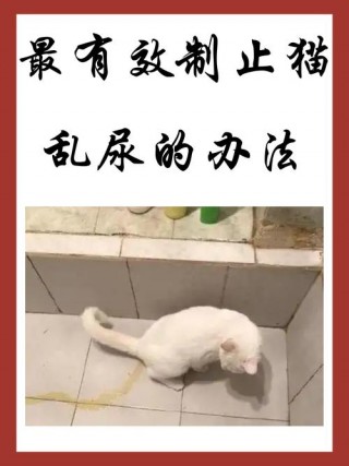 猫咪到处拉尿怎么办，猫咪到处拉屎拉尿是什么原因？