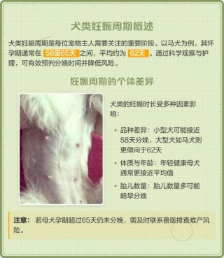 狗狗怀孕多久能看出来，狗狗145天肚子图片？
