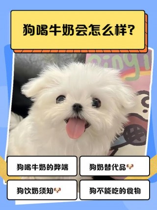 狗狗可以喝鲜牛奶吗，狗狗能喝鲜牛奶吗?？