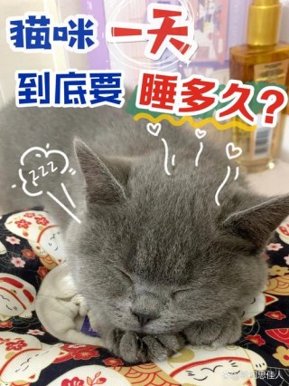 猫咪一般睡多久，（猫一般睡多长时间）