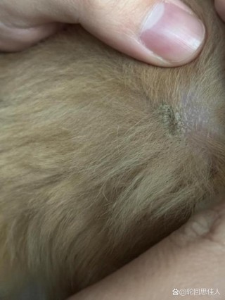 狗狗皮肤病结痂是哪种？狗狗皮肤病结痂是否快好了（最新）