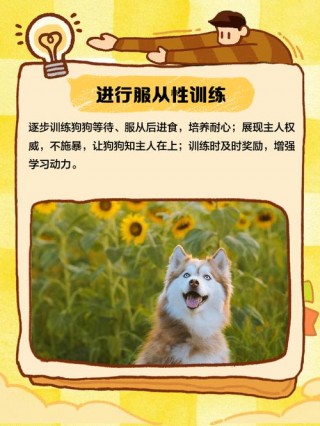 怎么让狗狗不护食，怎么让狗狗不护食不乱尿？