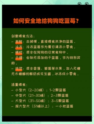 狗狗吃蓝莓有什么好处，狗狗能吃蓝莓吗一次吃多少？
