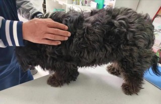 狗狗身上有虫卵怎么办，狗狗身上有虫卵图片？