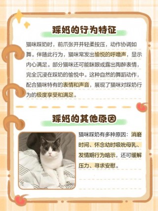 猫咪舔衣服是怎么了，猫咪舔衣服是怎么了回事？