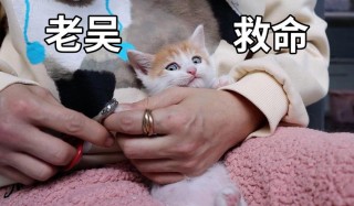 猫咪可以剪指甲吗，（如何给猫剪指甲不反抗）
