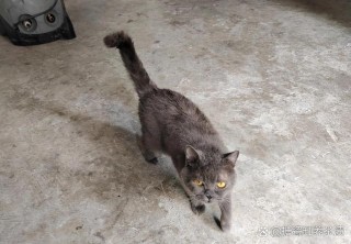 猫咪能打头部吗？可以打猫咪头吗（最新）