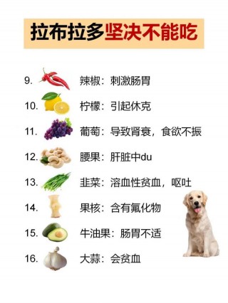 狗狗能吃香瓜吗？狗狗能吃香瓜吗吃啥呀木瓜（最新）