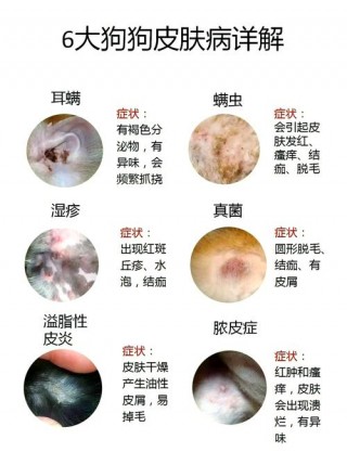 真菌感染狗狗的症状，真菌感染狗狗会传染人吗？