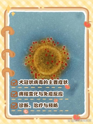 狗狗冠状快好了的迹象，（狗狗冠状最快的治疗方法）