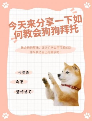 怎么教狗狗拜拜动作，（如何教狗狗拜拜恭喜发财）