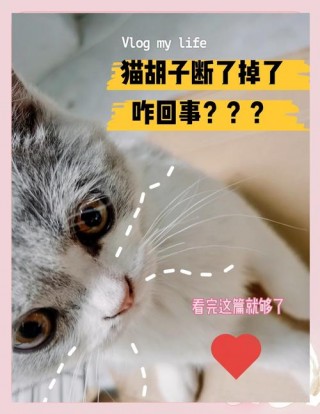 猫咪的胡须断了？猫咪的胡须断了还能长出来吗（最新）