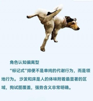 狗狗几个月会抬腿撒尿，狗几个月开始抬腿撒尿？