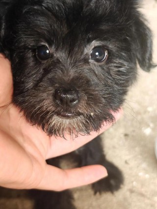 狗狗可以吃黑豆吗？狗狗可以吃黑豆吗有毒吗（最新）