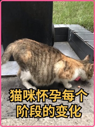 怀孕了猫咪怎么办，（怀孕了猫咪会有什么反应）
