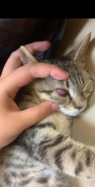猫咪结膜炎的症状，（猫咪结膜炎怎么治疗最快）