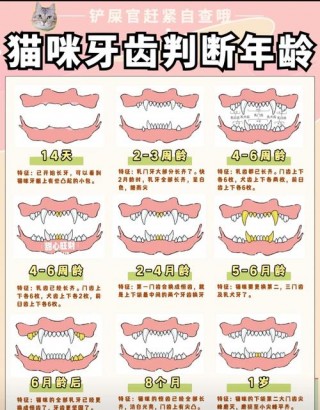 猫猫几个月换牙，猫猫几个月换牙结束？