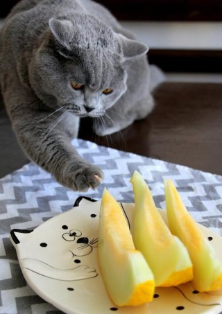 猫咪可以吃梨吗，（猫能吃梨吗）