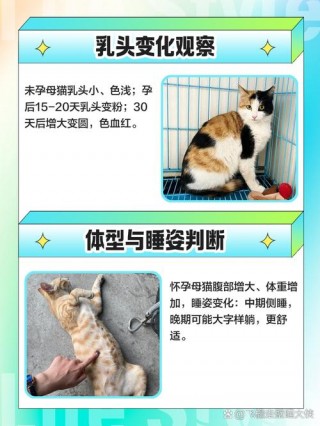 怎么知道猫咪有没有怀孕？怎么才能知道猫咪有没有怀孕（最新）