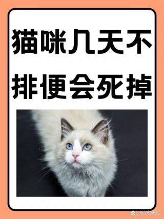 猫咪几天不拉屎，猫咪几天不拉屎可以用开塞露？