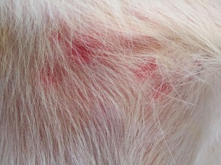 狗狗海鲜过敏的症状，狗吃海鲜过敏能自愈吗？