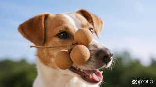 狗狗可以吃龙眼吗，（狗狗可以吃龙眼吗有毒吗）