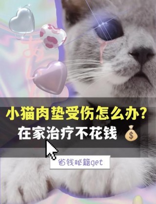 猫咪打架受伤了怎么办，（猫咪打架受伤了用什么消炎药）