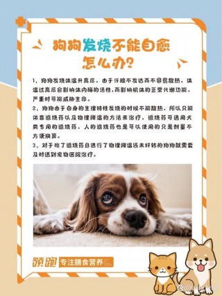 狗狗低烧是多少度，（狗低烧的治疗方法）