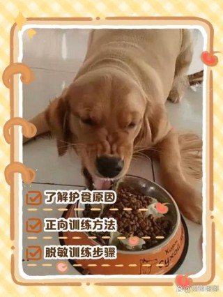 狗狗护食可以打吗，（狗狗护食能不能打）