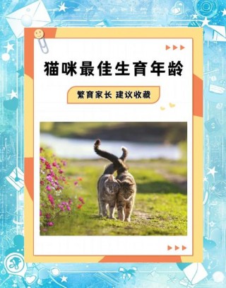 猫咪多大生小猫比较好？猫多大生崽（最新）