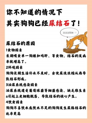 狗狗不尿不拉怎么办？狗狗不尿不拉怎么办呀（最新）