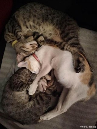 猫咪多久可以配种，猫猫多久能配种？