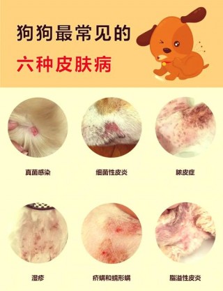 狗狗可以吃糖果吗？狗狗能吃糖果吗（最新）