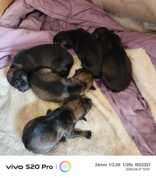 狗狗多大算幼犬？狗狗多大算幼犬期（最新）