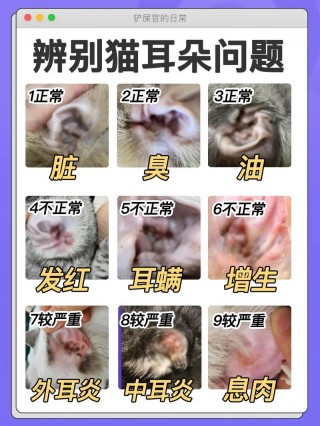 猫咪的耳螨怎么清理，（猫咪的耳螨怎么清除）