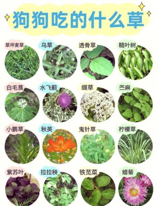 狗狗吃草是怎么回事？狗狗吃草是怎么回事吃什么药能好呢（最新）