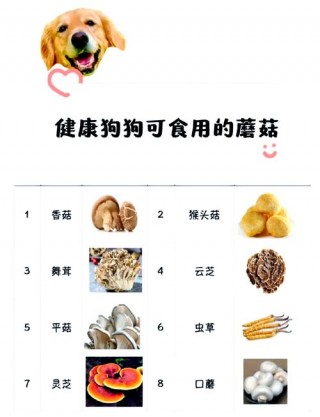 狗狗能吃蘑菇吗，狗狗能吃蘑菇吗熟的？