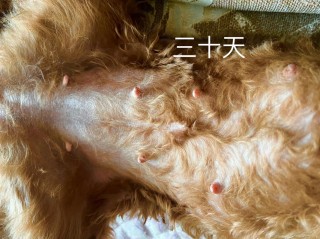 狗狗怀孕四十五天症状？狗狗怀孕四十七天（最新）