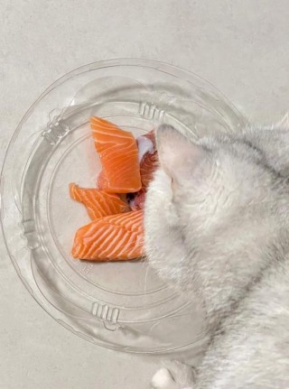 猫咪可以吃三文鱼吗？猫咪吃三文鱼吗好吗（最新）