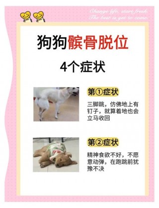 狗狗髌骨脱位手术费用，狗狗髌骨脱位手术后注意事项？