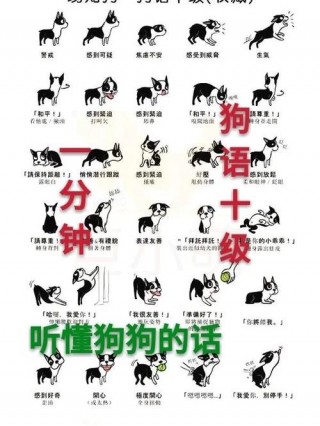 狗狗如何训练才听话，狗狗怎么训练听话？